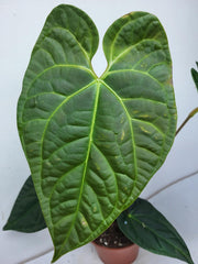 Anthurium Luxurians x Regale