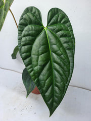 Anthurium Luxurians x Regale