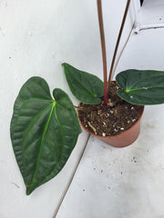 Anthurium Luxurians x Regale