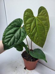 Anthurium Luxurians x Regale