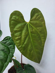 Anthurium Luxurians x Regale