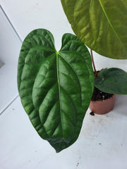 Anthurium Luxurians x Regale