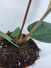 Anthurium Luxurians x Regale
