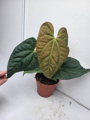 Anthurium Luxurians x Regale