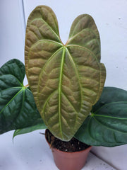 Anthurium Luxurians x Regale