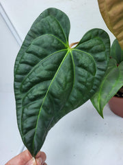 Anthurium Luxurians x Regale