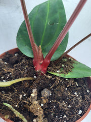Anthurium Luxurians x Regale