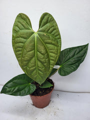 Anthurium Luxurians x Regale