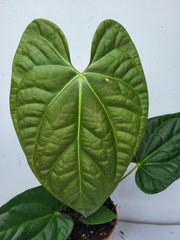 Anthurium Luxurians x Regale