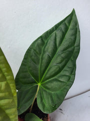 Anthurium Luxurians x Regale
