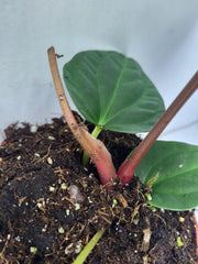 Anthurium Luxurians x Regale