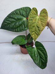 Anthurium Luxurians x Regale