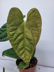 Anthurium Luxurians x Regale