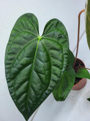 Anthurium Luxurians x Regale