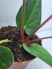 Anthurium Luxurians x Regale