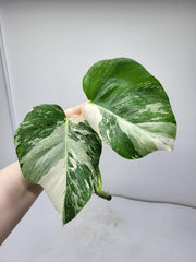 Monstera Variegata Steckling