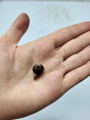 Alocasia Macrorrhiza Variegata (Rhizom / Bulbe)