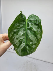 Philodendron Brandtianum Wild Form Steckling