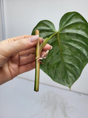Philodendron Brandtianum Wild Form Steckling