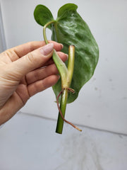 Philodendron Brandtianum Wild Form Steckling