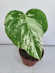 Monstera Variegata Steckling