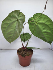 Anthurium Crystallinum (Groß) mit Blüte