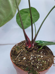 Anthurium Crystallinum (Groß) mit Blüte