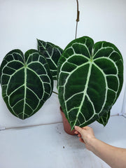 Anthurium Crystallinum (Groß) mit Blüte