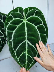 Anthurium Crystallinum (Groß) mit Blüte