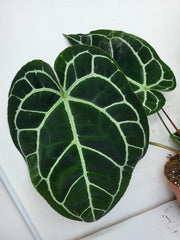 Anthurium Crystallinum (Groß) mit Blüte