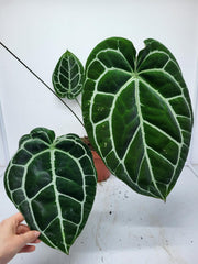 Anthurium Crystallinum (Groß) mit Blüte