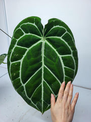 Anthurium Crystallinum (Groß) mit Blüte