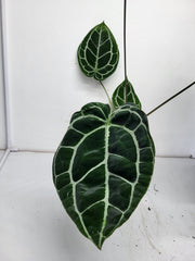 Anthurium Crystallinum (Groß) mit Blüte