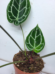 Anthurium Crystallinum (Groß) mit Blüte