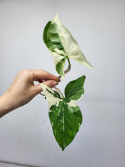 Syngonium Albo Variegata Steckling