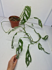 Monstera Adansonii Indonesian Marble