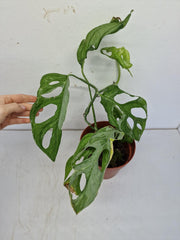 Monstera Adansonii Indonesian Marble