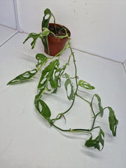 Monstera Adansonii Indonesian Marble