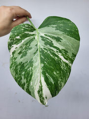 Monstera Variegata Steckling
