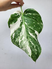 Monstera Variegata Steckling