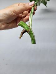 Monstera Variegata Steckling