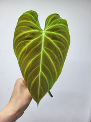 Philodendron Splendid Steckling