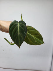 Philodendron Glorious Steckling