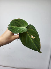 Philodendron Glorious Steckling