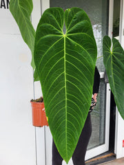 Anthurium Queremalense XXL