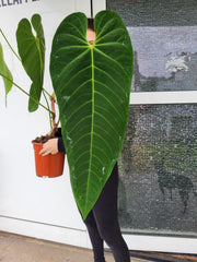 Anthurium Queremalense XXL