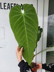 Anthurium Queremalense XXL