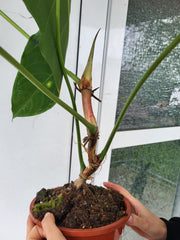 Anthurium Queremalense XXL