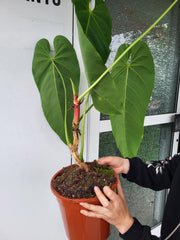 Anthurium Queremalense XXL