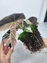 Alocasia Black Velvet Pink Variegata (Rhizom / Bulbe)